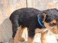 Price: $700
current pic at 6 weeks old. Great AKC Airedales. Classic black n tan. 50-60 lbs. Huntington Wv right on the Ohio river. Calls only 7406456390. We are an airedale exclusive breeder. Puppies are always well handled and clean. UTD on shots and