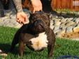 Price: $1500
FREE SHIPPING!! www.STRONGSIDEBULLIES.com SHOCK G is the undisputed POCKET BULLY KING!! He has pups on the ground and they are ready to go home. SHOCK G stands at 13.5" inches off the ground and weighs in at 70lbs of solid muscle... His