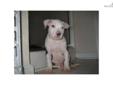 Price: $200
This advertiser is not a subscribing member and asks that you upgrade to view the complete puppy profile for this American Pit Bull Terrier, and to view contact information for the advertiser. Upgrade today to receive unlimited access to