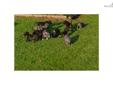 Price: $500
THE NEW LITTER OF AMAZING AMERICAN STAFFORDSHIRE TERRIERS FROM RED SEAL KENNELS ARE NOW HERE. THE SIRE IS OUT OF BLUMOMBO'S KENNEL IN ST. AUGUSTINE FL. HE IS A BEAUTIFUL BLACK AKC POINT MALE. THE DAM IS A STUNNING AKC REGISTERED BLUE FEMALE.