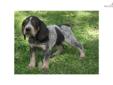 Price: $500
This advertiser is not a subscribing member and asks that you upgrade to view the complete puppy profile for this Bluetick Coonhound, and to view contact information for the advertiser. Upgrade today to receive unlimited access to