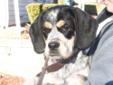 Frank Is a Bluetick Coonhound / Cocker Spaniel mix. He is super cute and has a great personality. He is very smart and submissive. He is great with dogs, cats, and kids... Frank will grow to be at least 45lbs when full grown... If you are interested in