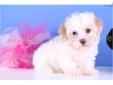 Price: $599
Blush is a real sweetheart. She will light up your world with that cute little puppy face she gives you...she can do no wrong! Blush comes with a one year health warranty and is up to date on Vaccinations. She can be microchipped for only