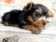 Price: $850
BO BO IS A TINY LITTLE ONE, HE IS CKC REGISTERED, MICROCHIPPED AND DR EXAMINED. BO BO IS A SMALL LITTLE THING. YORKIES ARE A GREAT FAMILY PET, GREAT FOR APARTMENT LIVING. THIS BREED IS VERY ASSERTIVE AND AFFECTIONATE. STOP BY TO VISIT HIM, WE