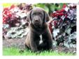 Price: $525
This beautiful Chocolate Lab puppy will make a great family pet! He is ACA registered, vet checked, vaccinated, wormed and comes with a 1 year genetic health guarantee. This puppy is friendly, energetic and tons of fun! Please contact us for