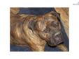 Price: $1000
This advertiser is not a subscribing member and asks that you upgrade to view the complete puppy profile for this Bullmastiff, and to view contact information for the advertiser. Upgrade today to receive unlimited access to NextDayPets.com.