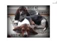 Price: $600
This advertiser is not a subscribing member and asks that you upgrade to view the complete puppy profile for this Basset Hound, and to view contact information for the advertiser. Upgrade today to receive unlimited access to NextDayPets.com.