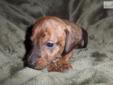 Price: $400
This advertiser is not a subscribing member and asks that you upgrade to view the complete puppy profile for this Dachshund, Mini, and to view contact information for the advertiser. Upgrade today to receive unlimited access to