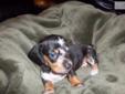 Price: $600
This advertiser is not a subscribing member and asks that you upgrade to view the complete puppy profile for this Dachshund, Mini, and to view contact information for the advertiser. Upgrade today to receive unlimited access to