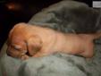 Price: $500
This advertiser is not a subscribing member and asks that you upgrade to view the complete puppy profile for this Dachshund, Mini, and to view contact information for the advertiser. Upgrade today to receive unlimited access to