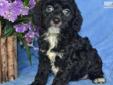 Price: $500
SPAYED or NEUTERED ALL pups are fixed before they leave the farm.....We have the most darling little Shih Tzu and Poodle mix pup... Both parents are here on our farm. Parents are triple registered AKC/ACA/APRI. We have pups that are cute as