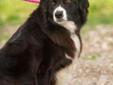 Duke is one sweet border collie. Takes a few minutes to warm up as he is scared at the shelter, but he wants to be loved, appreciated, and have a life-long home. Previous experience with dogs and kids and did well. Very sweet personality, loves to be