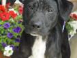 Hello, my name is Katchi. I am a young Border collie Labrador retriever mix. I am a little bit shy, but I warm up quickly. Especially if you talk sweet to me and hold me! I came to the shelter with all of my brothers and sisters. There were fourteen of us