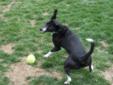 Millie is a 1 1/2 year old spayed female Border Collie/Beagle mix who was brought to the shelter by an owner who could no longer care for her. It is reported that Millie is good with other dogs, good with older children. She has lived with another dog, a