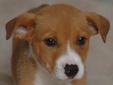Hey, I'm Nora. I am the cutest puppy at DBCHS and I know it. My siblings think they are the cutest, but I am the best all around. I am playful, get along well with other dogs, and soak up attention like a sponge. Come check me out and see that I am the