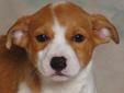 Hey I'm Karen. I am the cutest little border collie/hound mix. My siblings and I will pull on your heart strings because we are so adorable. I am the sweetest of the litter though, and you will never want to leave me. Come check me out and see if we can