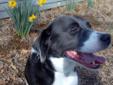 Are you looking for a loyal companion? Perhaps a smart dog that already knows how to sit and stay? Bart is your guy! Bart is a 5-6 year old border collie/lab mix that weighs about 45 pounds. Bart came to CSC due to his former owner's health issues. Bart