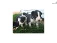 Price: $300
Dallas is one of a litter of 6 pups. Both the mother and the father are excellent livestock dogs who work our sheep herd. They are very obedient and calm dogs with great dispositions. Dallas and his litter mates would make excellent livestock