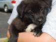 Cameron is a seven week old Border Collie/Shepherd mix. He is a spunky and active puppy, always looking for something to play with. He always initiates wrestling with his siblings. When he's finished playing, Cameron loves to be held and give puppy