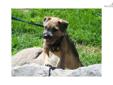 Price: $1200
Border Terrier puppy for sale. Please see our website. E-mail or phone for more information.931-389-9565 I do not ck these ads often..So Call or contact me from my website please www.wartraceborders.com
Source: