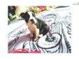 Price: $650
Super sweet and playful Boston Terrier puppies! I have three boys available, they are ACA registered and come with all of their shots and worming up to date and a written health guarantee. These Bostons are on the smaller side and will only be