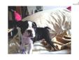 Price: $550
Super sweet and playful Boston Terrier puppies! I have three boys available, they are ACA registered and come with all of their shots and worming up to date and a written health guarantee. These Bostons are on the smaller side and will only be