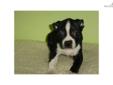 Price: $780
MALE BOSTON TERRIER PUPPY IN STOCK. ASKING $780. HE IS 8 WEEKS OLD, GOT PAPER, SHOTS UTD, DEWORMED. READY TO GO. FOR MORE PUPPIES'S INFO, PLEASE VISIT OUR WEBSITE AT WWW.EMPIREPUPPIES.NET YOU CAN ALSO GIVE US A CALL AT 718-321-1977. OPEN 7DAYS
