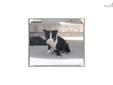 Price: $650
This little Boston Terrier is so sweet. His name is Cash. He is ready to go Middle of August. Both his mother and father are pure bred and papered dogs. He is very full of life and fun. He will be about 15 to 18 pounds full grown. He will come