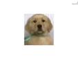 Price: $499
Light Red Golden Retriever Puppy! Why go blonde when reds have more fun?? These babies will be big, with lovely blocky heads. These pups are up to date on shots and dewormings. Dewclaws are removed which is important for an active dog, or for
