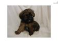 Price: $600
This advertiser is not a subscribing member and asks that you upgrade to view the complete puppy profile for this Yorkiepoo - Yorkie Poo, and to view contact information for the advertiser. Upgrade today to receive unlimited access to