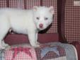 Price: $1200
Lakeland is here waiting for you! This little guy is full of love. He is an awesome white Husky with beautiful blue eyes that will melt your heart! If you have been waiting for the right guy, you have found him! Lakeland has a playful