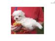 Price: $689
This advertiser is not a subscribing member and asks that you upgrade to view the complete puppy profile for this Maltese, and to view contact information for the advertiser. Upgrade today to receive unlimited access to NextDayPets.com. Your