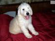 Price: $500
Komondor male he was 9 week old now as of 3/22/13 left to place in a home . Lucky is worm Vac ,he is playfull , loving . Price for a pet 500.00 He is ready for new family now. For ship it 350.00 more call 270 590 5300 e mail
