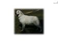 Price: $2500
STUD PROSPECT ** GOOD HIP PRELIM ** WORLD CLASS EUROPEAN CHAMPION LINES**EXCEPTIONAL AND STUNNINGÂ SNOW WHITE BOXY FULL ENGLISH CREAMÂ GOLDEN RETRIEVERÂ PUPPY ** GENTLE AND GOOD WITH CHILDREN** 270-932-6185 BASIC HOUSE BREAKING AND BASIC