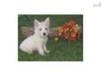 Price: $377
This advertiser is not a subscribing member and asks that you upgrade to view the complete puppy profile for this West Highland White Terrier - Westie, and to view contact information for the advertiser. Upgrade today to receive unlimited