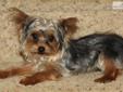 Price: $800
Bobby is a delightful, loveable little guy. He does that adorable little tilt of the head when you are talking to him. He will arrive fully vaccinated, vet checked, dew claws removed, tail docked. Don?t let this all around star pass you by. He