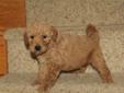 Price: $1200
Alec is a sweet, funny and loving guy. He is a F1B Labradoodle. He's always doing something cute to grab your attention and it always works! Alec is very healthy and will come to you up to date on vaccinations and pre-spoiled. He is going to