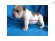 Price: $2000
This advertiser is not a subscribing member and asks that you upgrade to view the complete puppy profile for this English Bulldog, and to view contact information for the advertiser. Upgrade today to receive unlimited access to