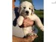 Price: $500
Beautiful well mannered pup, allready paper trained and now crate training, we have 3 generation of this breed on our horse farm they are loyal and hard working dogs, they are excellant with children as well as the flocks they guard. He is