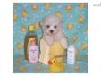 Price: $495
This advertiser is not a subscribing member and asks that you upgrade to view the complete puppy profile for this Maltese, and to view contact information for the advertiser. Upgrade today to receive unlimited access to NextDayPets.com. Your
