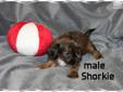 Price: $350
Shorkie male for sale. Born Apr.6th, ready June 1st.Shots and worming utd when sold. Brown and black in color. Cross of Yorkie and Shih Tzu. If you want to see a Shorkie , Google " Shorkie" to see adult pictures.Cute little dogs. Thank you,