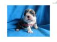 Price: $2000
This advertiser is not a subscribing member and asks that you upgrade to view the complete puppy profile for this English Bulldog, and to view contact information for the advertiser. Upgrade today to receive unlimited access to