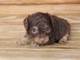 Price: $700
Look at me! I am probably the cutest, little puppy you ever did see. Everyone that sees me always tells me how beautiful I am, and they can?t help but shower me with love, hugs, and kisses. I?m hoping that one day you?ll be able to do the