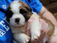Price: $1500
This advertiser is not a subscribing member and asks that you upgrade to view the complete puppy profile for this Saint Bernard - St. Bernard, and to view contact information for the advertiser. Upgrade today to receive unlimited access to