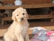 Price: $1200
Meet Allison! When arriving to her new home, She will have a complete nose to tail vet check and arrive fully up to date on all vaccinations.Her dad is a standard poodle and mom is a labradoodla which makes her a F1B labradoodle. She's had a
