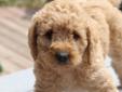 Price: $1200
Clove is a cute F1b Labradoodle. She loves to play! This gorgeous girl will steal your heart the moment you meet her. She is that great companion that everyone wants. She will have a complete nose to tail vet check and arrive fully up to date