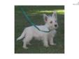 Price: $477
This advertiser is not a subscribing member and asks that you upgrade to view the complete puppy profile for this West Highland White Terrier - Westie, and to view contact information for the advertiser. Upgrade today to receive unlimited