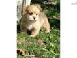 Price: $495
Yorkie Poo's are happy, intelligent, loving and very clever. Highly trainable and get along with strangers, children and other pets... My puppies are raised in a home with lots of activity. They will come with up to date vaccinations, de