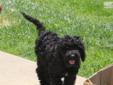 Price: $1000
Meet Alex! When arriving to his new home, he will have a complete nose to tail vet check and arrive fully up to date on all of his vaccinations. His dad is a standard Poodle and mom is a Labradoodle, which makes him a F1b Labradoodle. He has