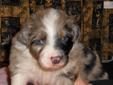 Price: $550
This advertiser is not a subscribing member and asks that you upgrade to view the complete puppy profile for this Australian Shepherd, and to view contact information for the advertiser. Upgrade today to receive unlimited access to